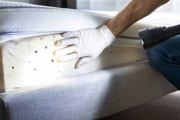 Best Termite Control Services  in Mount Pocono, PA
