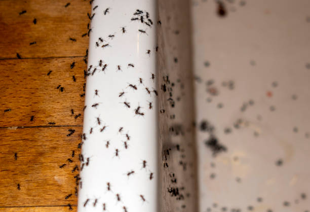 Best Wildlife Control Services  in Mount Pocono, PA